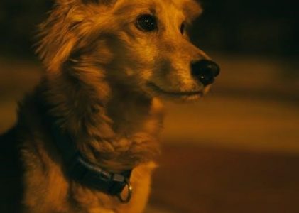 incident of the dog in the nighttime pdf