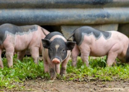 pdf three little pigs